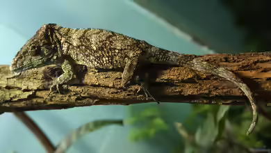 Anolis Cristatellus im Terrarium halten