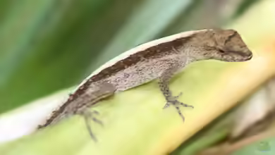 Anolis cupreus im Terrarium halten