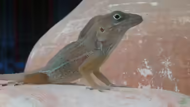 Anolis cybotes im Terrarium halten