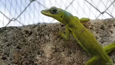 Anolis extremus im Terrarium halten
