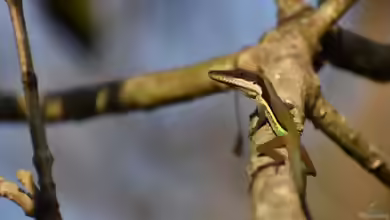 Anolis hendersoni im Terrarium halten