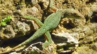 Anolis leachii im Terrarium halten