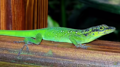 Anolis roquet summus im Terrarium halten