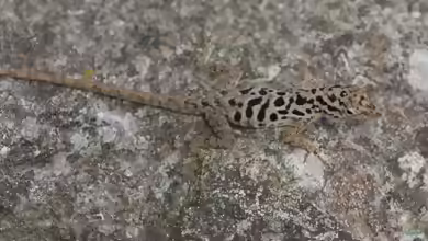 Anolis sabanus im Terrarium halten
