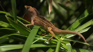 Anolis sagrei im Terrarium halten
