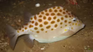 Anoplocapros inermis im Aquarium halten