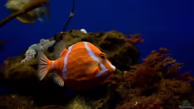 Anoplocapros lenticularis im Aquarium halten