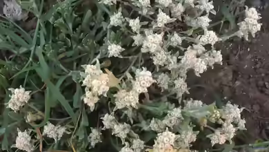Antennaria dioica im Garten pflanzen
