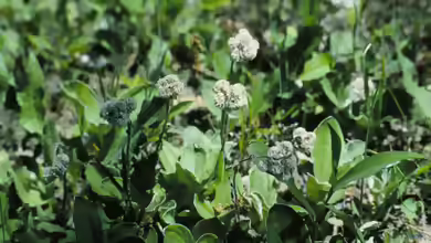 Antennaria plantaginifolia im Garten pflanzen