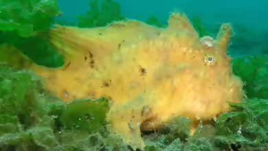 Antennarius hispidus im Aquarium halten