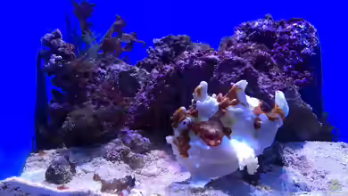 Antennarius maculatus im Aquarium halten