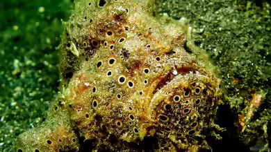 Antennarius pictus im Aquarium halten