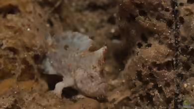 Antennarius randalli im Aquarium halten