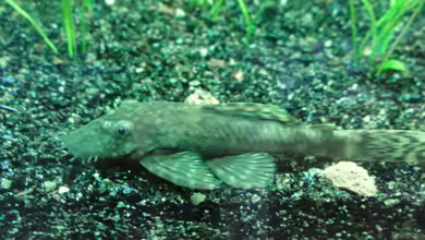 Antennenwelse im Aquarium halten