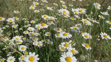 Anthemis arvensis im Garten pflanzen