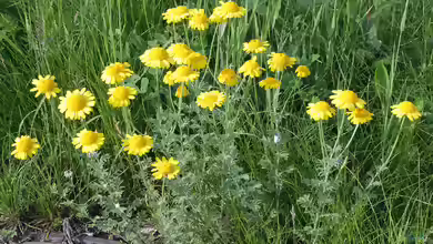 Anthemis tinctoria im Garten pflanzen