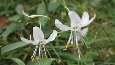 Anthericum ramosum im Garten pflanzen