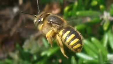 Anthidium manicatum im Garten
