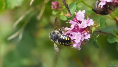 Anthidium septemspinosum im Garten