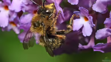 Anthophora furcata im Garten