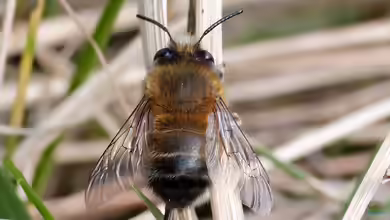 Anthophora plumipes im Garten