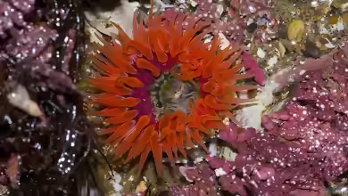 Anthopleura artemisia im Aquarium halten