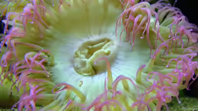 Anthopleura elegantissima im Aquarium halten