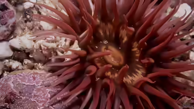 Anthopleura michaelseni im Aquarium halten