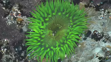 Anthopleura sola im Aquarium halten