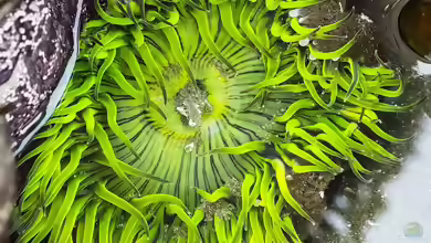 Anthopleura xanthogrammica im Aquarium halten
