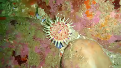 Anthostella stephensoni im Aquarium halten