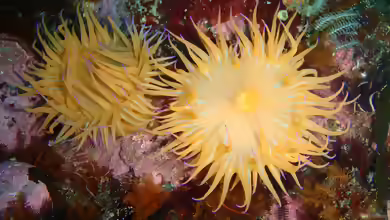 Anthothoe chilensis im Aquarium halten