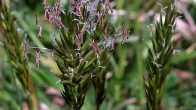 Anthoxanthum odoratum im Garten pflanzen