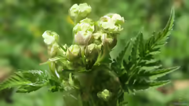 Anthriscus cerefolium am Gartenteich