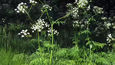 Anthriscus sylvestris im Garten pflanzen