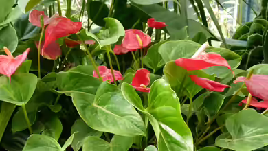 Anthurium andraeanum im Terrarium pflanzen