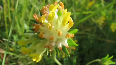 Anthyllis vulneraria im Garten pflanzen