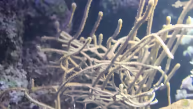 Antillogorgia bipinnata im Aquarium halten