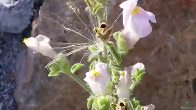 Antirrhinum hispanicum im Garten pflanzen