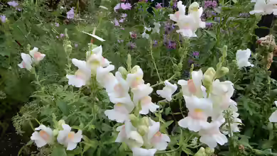 Antirrhinum majus im Garten pflanzen