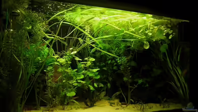 Antjes Aqua von Antje und Daniel