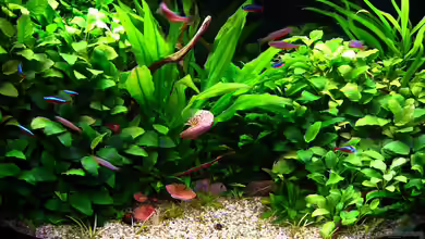 Anubia Hills von Mel&Marc