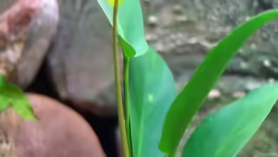 Anubias afzelii im Aquarium pflanzen