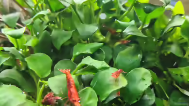 Anubias barteri im Aquarium pflanzen