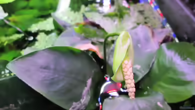 Anubias barteri var. nana-Zwergspeerblatt