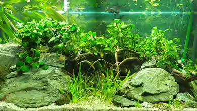 Anubias between big stones von GiZZ55