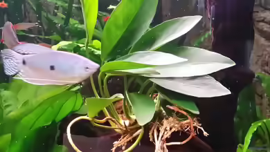 Anubias congensis im Aquarium pflanzen