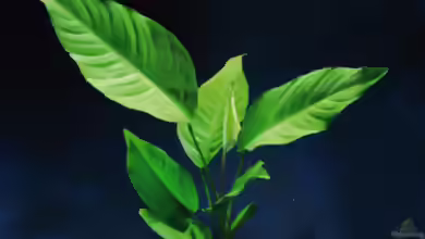 Anubias heterophylla im Aquarium pflanzen