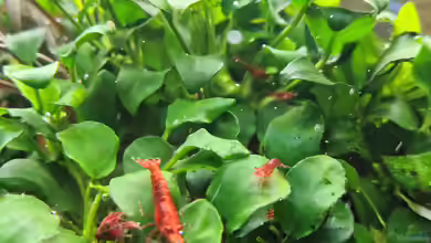 Anubias im Aquarium: Robuste Aquarienpflanze für naturnahe Unterwasserlandschaften