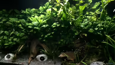 Anubiasdickicht von Danny